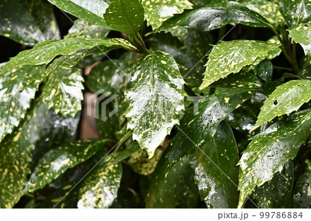 フイリアオキ(aucuba japonica/水滴付き) フイリアオキ(aucuba japonica/水滴付き) 99786884