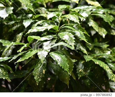 フイリアオキ(aucuba japonica/水滴付き) フイリアオキ(aucuba japonica/水滴付き) 99786892