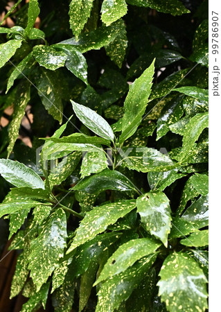 フイリアオキ(aucuba japonica/水滴付き) フイリアオキ(aucuba japonica/水滴付き) 99786907