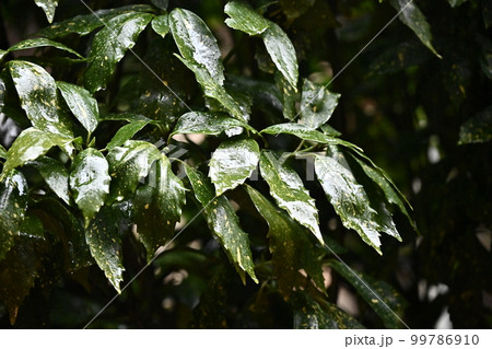 フイリアオキ(aucuba japonica/水滴付き) フイリアオキ(aucuba japonica/水滴付き) 99786910