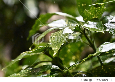 フイリアオキ(aucuba japonica/水滴付き) フイリアオキ(aucuba japonica/水滴付き) 99786911