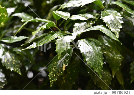 フイリアオキ(aucuba japonica/水滴付き) フイリアオキ(aucuba japonica/水滴付き) 99786922