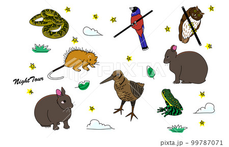 世界自然遺産の島のナイトツアー　ポップ調 99787071