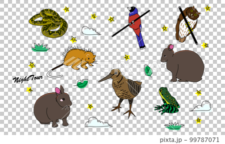 世界自然遺産の島のナイトツアー　ポップ調 99787071