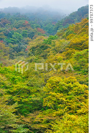 神奈川県西部の山岳部の斜面の黄葉と霧 神奈川県西部の山岳部の斜面の黄葉と霧 99787373
