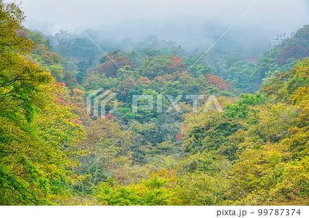 神奈川県西部の山岳部の斜面の黄葉と霧 99787374