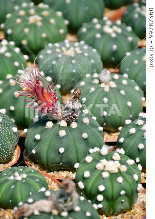Astrophytum asterias with pink shinshowa style flower . 99787560