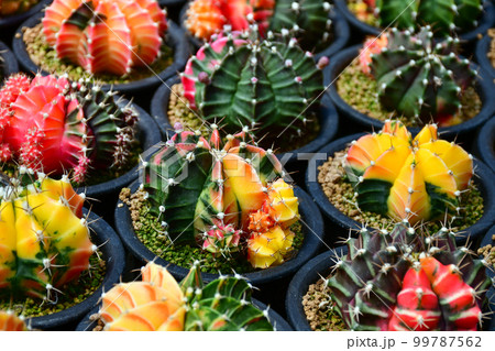 Variegated Gymnocalycium in open cactus farm.. Variegated Gymnocalycium in open cactus farm.. 99787562