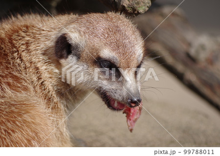 お食事中のミーヤキャツト 飛び砂などをガードする目の保護で瞬膜をもつ2 99788011