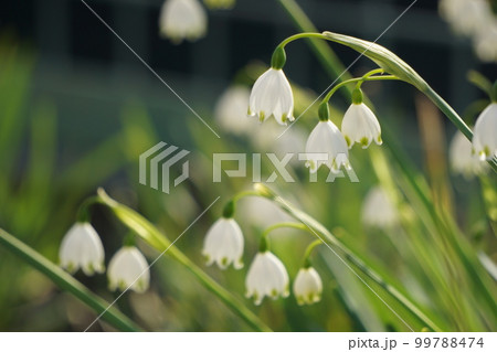 スノーフレーク 99788474