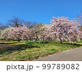 春の訪れ、梅の花 99789082