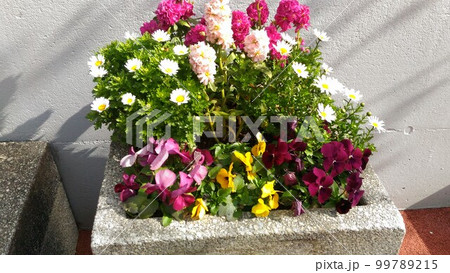 コンクリートのプランターに寄せ植えの冬の花 コンクリートのプランターに寄せ植えの冬の花 99789215