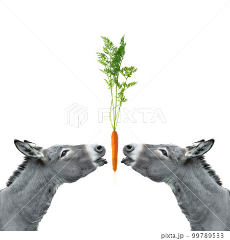 two donkeys reach for a carrot isolated two donkeys reach for a carrot isolated 99789533