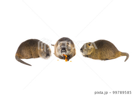 nutria isolated on a white background nutria isolated on a white background 99789585