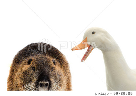 duck and nutria isolated on white 99789589