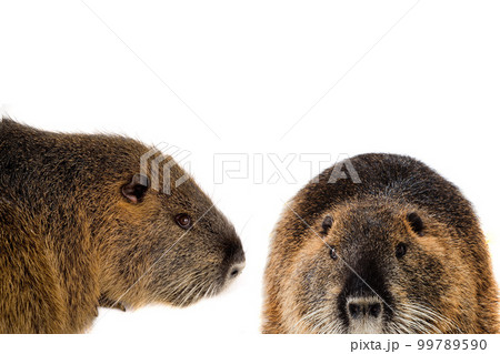 nutria  isolated on a white background 99789590