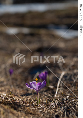 Saffron flowers against the backdrop of a spring Saffron flowers against the backdrop of a spring 99789598