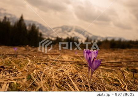 Vasyl Helevachuk 99789605