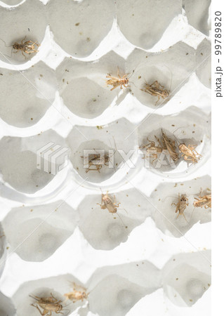 食用コオロギの飼育イメージ 99789820