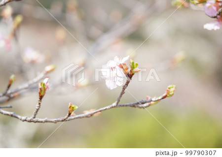 薬師池公園の桜 薬師池公園の桜 99790307