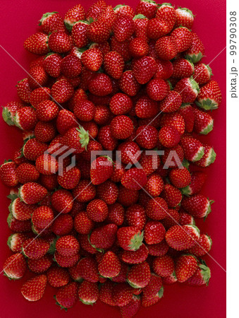 苺　とちおとめ　集合 99790308