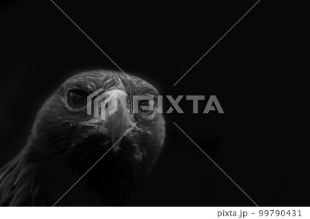 Birds of prey golden Eagle head Birds of prey golden Eagle head 99790431