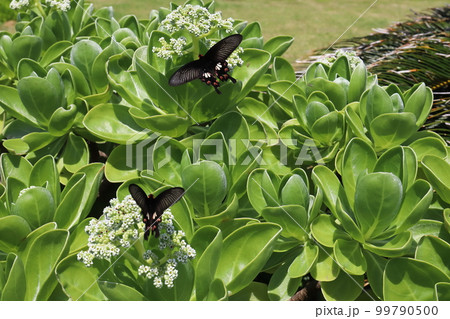 沖縄　宮古島市　大神島　海岸で見かけたアゲハチョウ 99790500