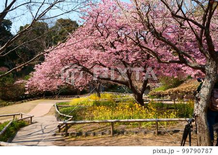 河津桜と菜の花 99790787