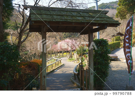 庭門の向こうは桜色 庭門の向こうは桜色 99790788