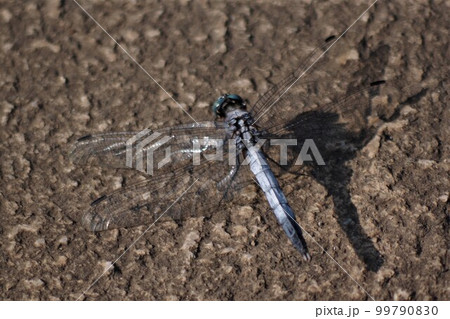 　日本何処にでも生息するお馴染みのシオカラトンボ 99790830