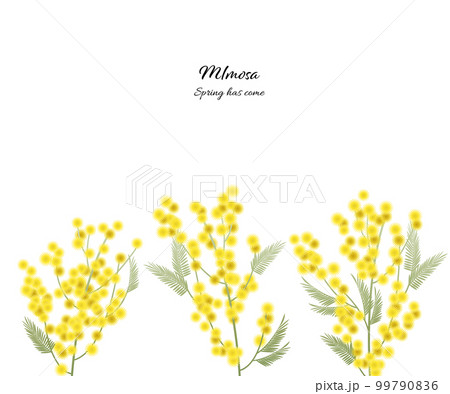 ミモザのイラスト素材 ベクター 花 白バック 春 ミモザのイラスト素材 ベクター 花 白バック 春 99790836