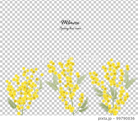 ミモザのイラスト素材 ベクター 花 白バック 春 ミモザのイラスト素材 ベクター 花 白バック 春 99790836