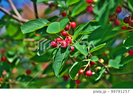 赤いジューンベリーの実(春、五月) 赤いジューンベリーの実(春、五月) 99791257
