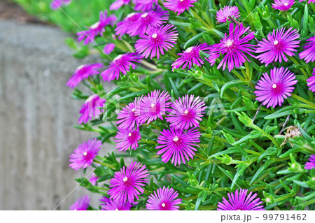 赤いマツバギクの花（春、五月） 99791462