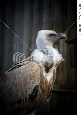 Griffon Vulture Griffon Vulture 99791530