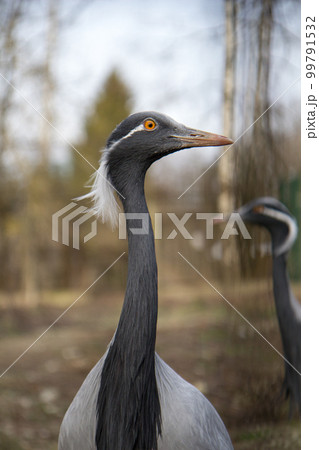 Crane close up Crane close up 99791532