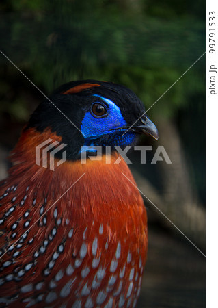 Colorful pheasant Temminks Tragopan closeup portrait 99791533