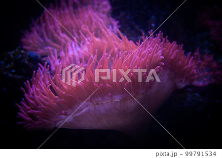 Saltwater anemone on reef in the ocean Saltwater anemone on reef in the ocean 99791534