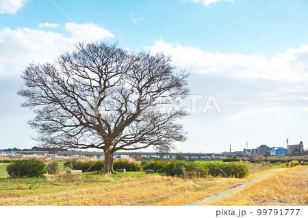落葉しているエノキの木（春、三月） 99791777