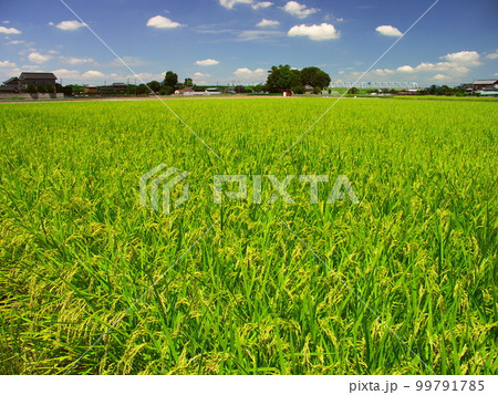 真夏の豊作の田圃風景 99791785