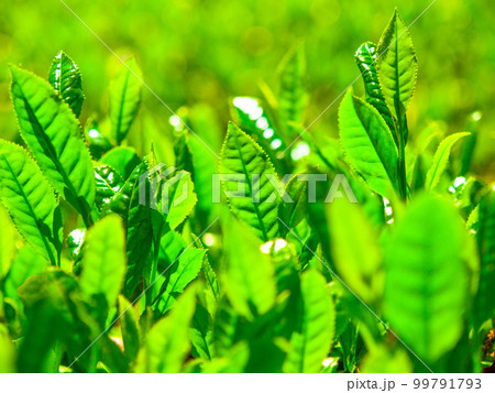 宇治茶の若葉 99791793