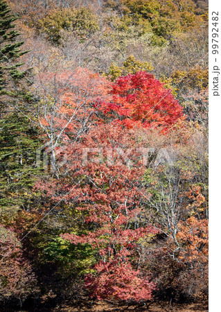 中禅寺湖畔の紅葉 中禅寺湖畔の紅葉 99792482