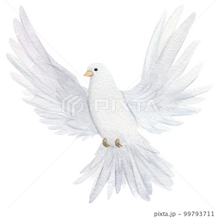 Watercolor white dove. Hand drawn watercolor illustration. decorative design elements. Watercolor white dove. Hand drawn watercolor illustration. decorative design elements. 99793711