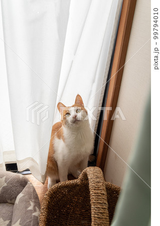 見つめる猫　茶トラ白 99794010