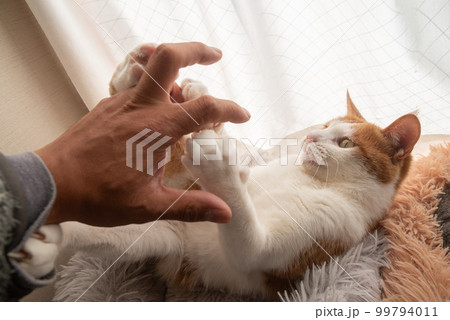 猫と遊ぶ　茶トラ白 99794011