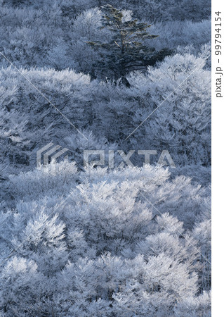 冬の絶景 凍り付く森 冬の絶景 凍り付く森 99794154