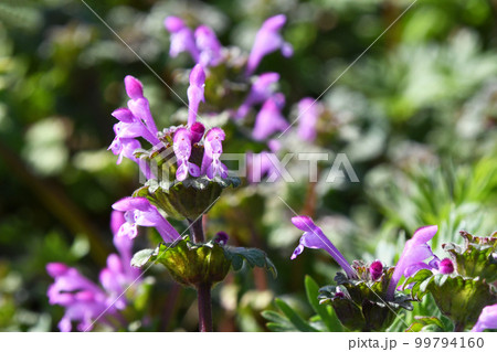 ホトケノザ（仏の座） 99794160