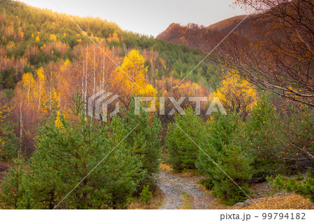 Spooky Road into Forest at autumn in Balkan Mountains, Bulgaria Spooky Road into Forest at autumn in Balkan Mountains, Bulgaria 99794182