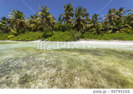 Tropical beach in caribbean sea, idyllic Saona island, Dominican Republic 99794208
