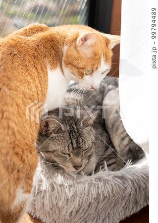寄り添う二匹の猫 99794489